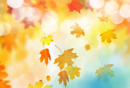 autumn leaves backgroundの写真素材