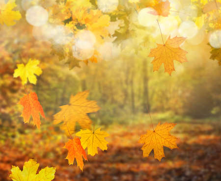 autumn forest backgroundの写真素材