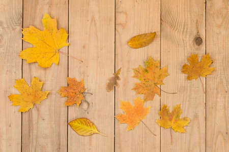 autumn leaves backgroundの写真素材