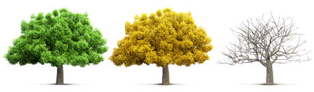 tree isolated in summer, autumn and winterの写真素材
