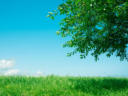grass and tree nature backgroundの写真素材