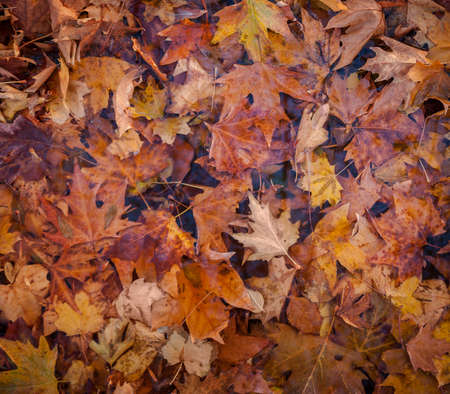 autumn leaves backgroundの写真素材