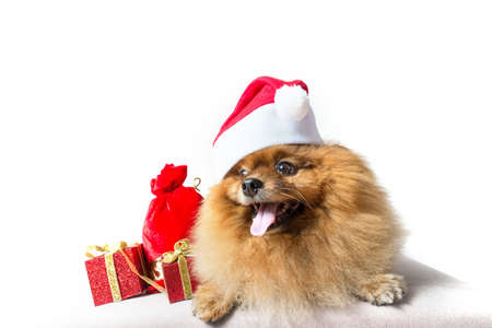 funny dog with christmas decorationの写真素材
