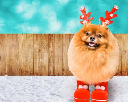 funny dog with christmas decorationの写真素材