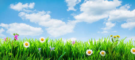 spring grass background with flowers and grassの写真素材