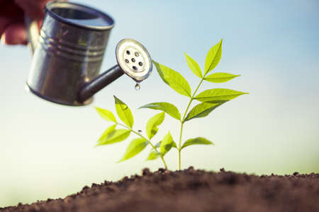 planting and watering seedlings の写真素材
