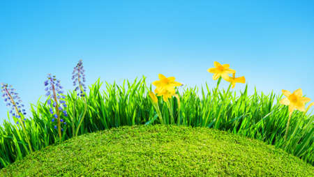 grass and spring flowers backgroundの写真素材