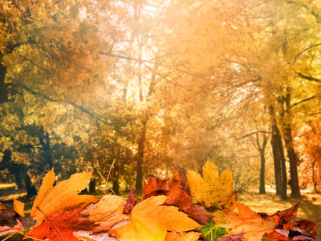 autumn leaves backgroundの写真素材