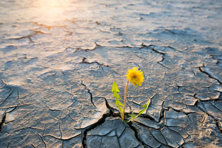 Plant growing in desert drought conceptの写真素材