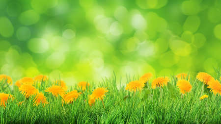 grass and flowers backgroundの写真素材