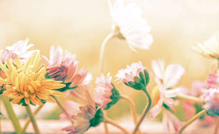 beautiful pastel flowers background, spring bouquet design
