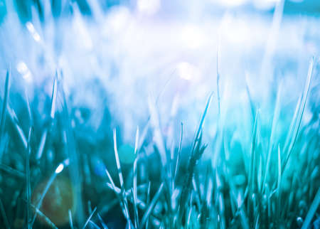 blue grass natural abstract backgroundの写真素材