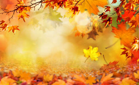 orange fall  leaves, autumn natural background