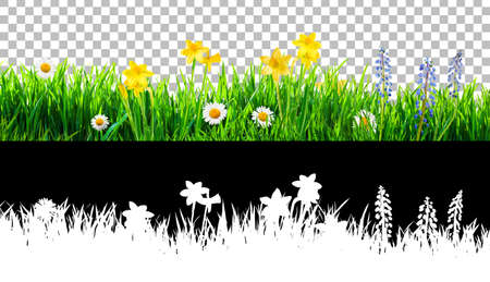 spring grass and daisy wildflowers isolated with clipping path and alpha channelの写真素材