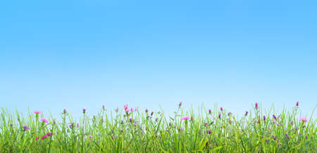 spring grass and pink flowers natural backgroundの写真素材