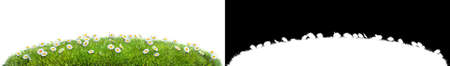 green grass and daisy flowers isolated on white background with alpha mask for easy isolationの写真素材