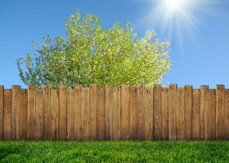 wooden garden fence at backyard and bloom tree in springの写真素材