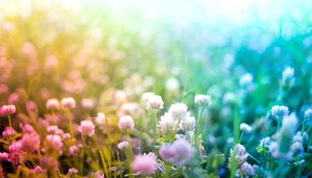 clover flowers spring natural backgroundの写真素材
