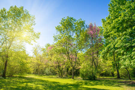 backyard and garden with manu trees and grass on lawnの写真素材