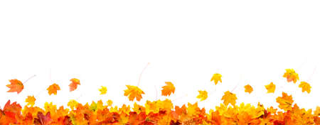 autumn leaves isolated on white background