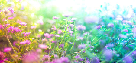 clover flowers spring natural backgroundの写真素材