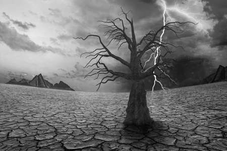 Global warming and concept of drought, environment disaster with dead treeの写真素材