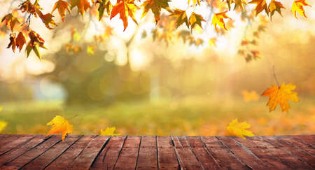 orange fall  leaves and old wooden board, autumn natural background