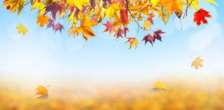 orange fall  leaves, autumn natural background