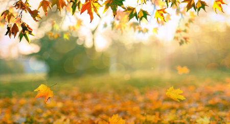 orange fall  leaves, autumn natural background