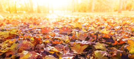 orange fall  leaves, autumn natural background in park with sun beams