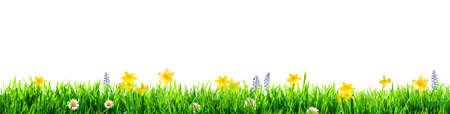 grass and spring flowers backgroundの写真素材