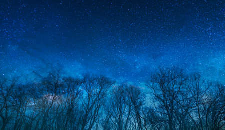 night stars sky and forestの写真素材