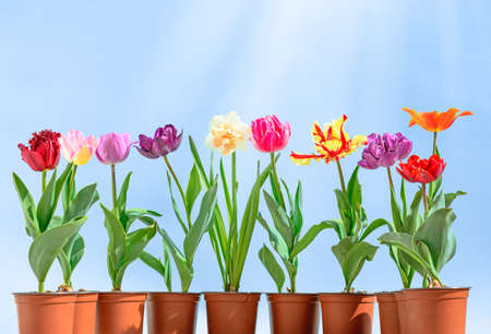 colorful tulips flowers spring backgroundの写真素材