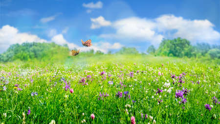 green grass and wild flowers in field,  natural landscape background in summerの写真素材