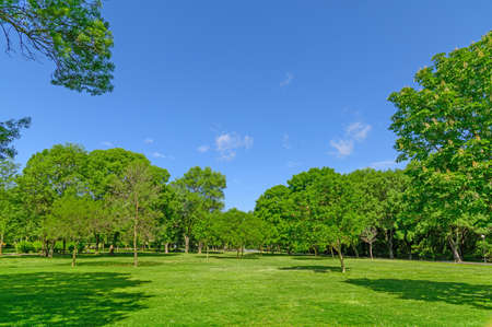 park with trees and grass on lawn in springの写真素材