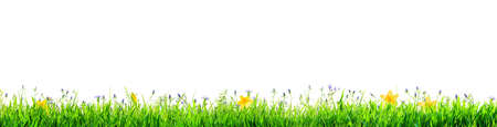 line of grass with wild flowers isolated on white backgroundの写真素材