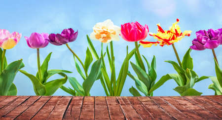 colorful tulips flowers spring background with old wooden tableの写真素材