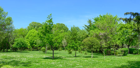 panorama backyard and garden with trees and grass on lawnの写真素材