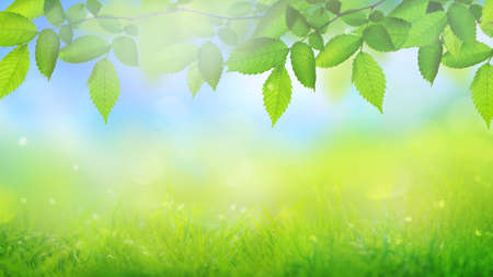 green field with grass background with sun rays and green branch with leavesの写真素材