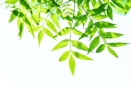 green branch with leaves natural backgroundの写真素材