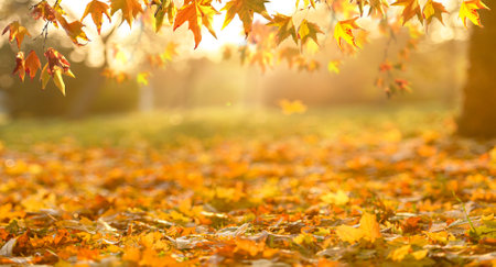 orange fall  leaves in park, autumn natural backgroundの写真素材