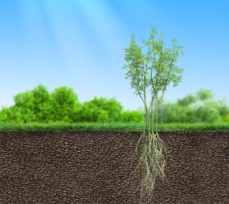 seedling bamboo tree with roots in soil, 3D illustrationの写真素材