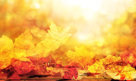 orange fall leaves, autumn natural backgroundの写真素材