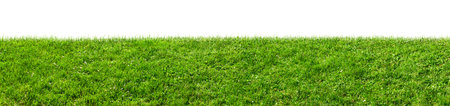 green grass field isolated on white backgroundの写真素材