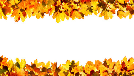 autumn maple leaves isolated on white backgroundの写真素材