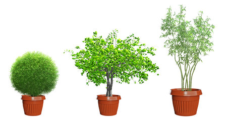 set of plants in pots isolated on white, 3D illustrationの写真素材