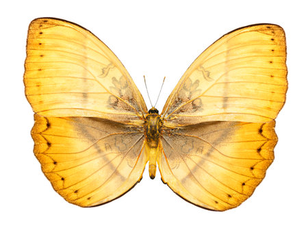 yellow tropical butterfly isolated on whiteの写真素材