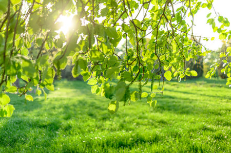 soft focus blurred abstract background tree and grass in spring parkの写真素材
