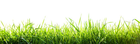 green grass field isolated on white backgroundの写真素材