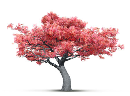 fantasy sakura tree in bloom isolated on white background 3D illustrationの写真素材
